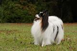 EPAGNEUL PAPILLON 054